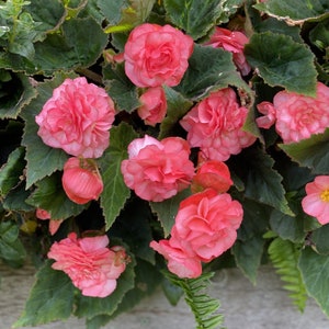 Pink delight double bloom scented begonia bulb