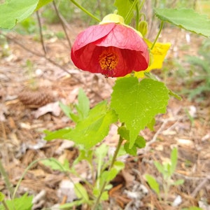 Seeds abutilon flowering maple assorted mix image 6