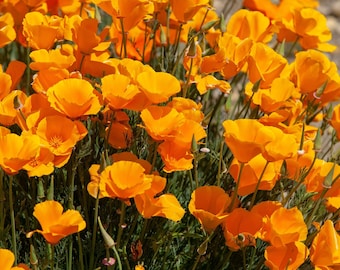 Seeds - ca orange poppy