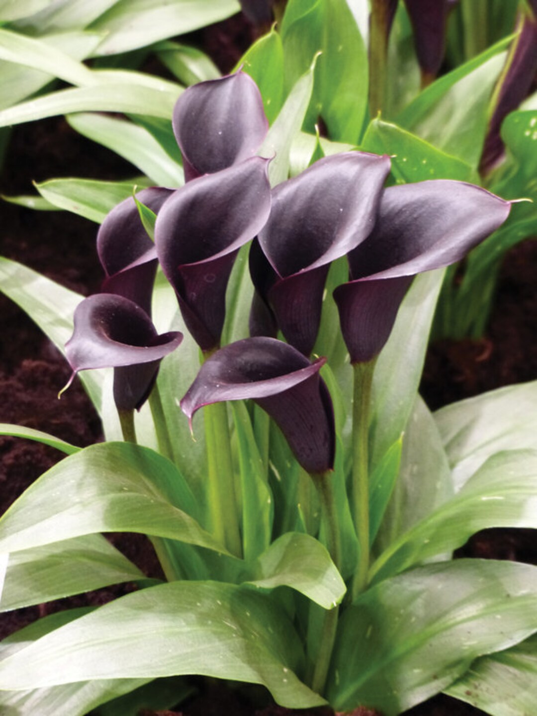 Odessa Calla Lily Bulb Rhizome Etsy