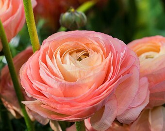 Sunset Tecolote Ranunculus Corm Bulb | Etsy