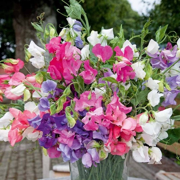 Seeds - dwarf bijou mix sweet pea