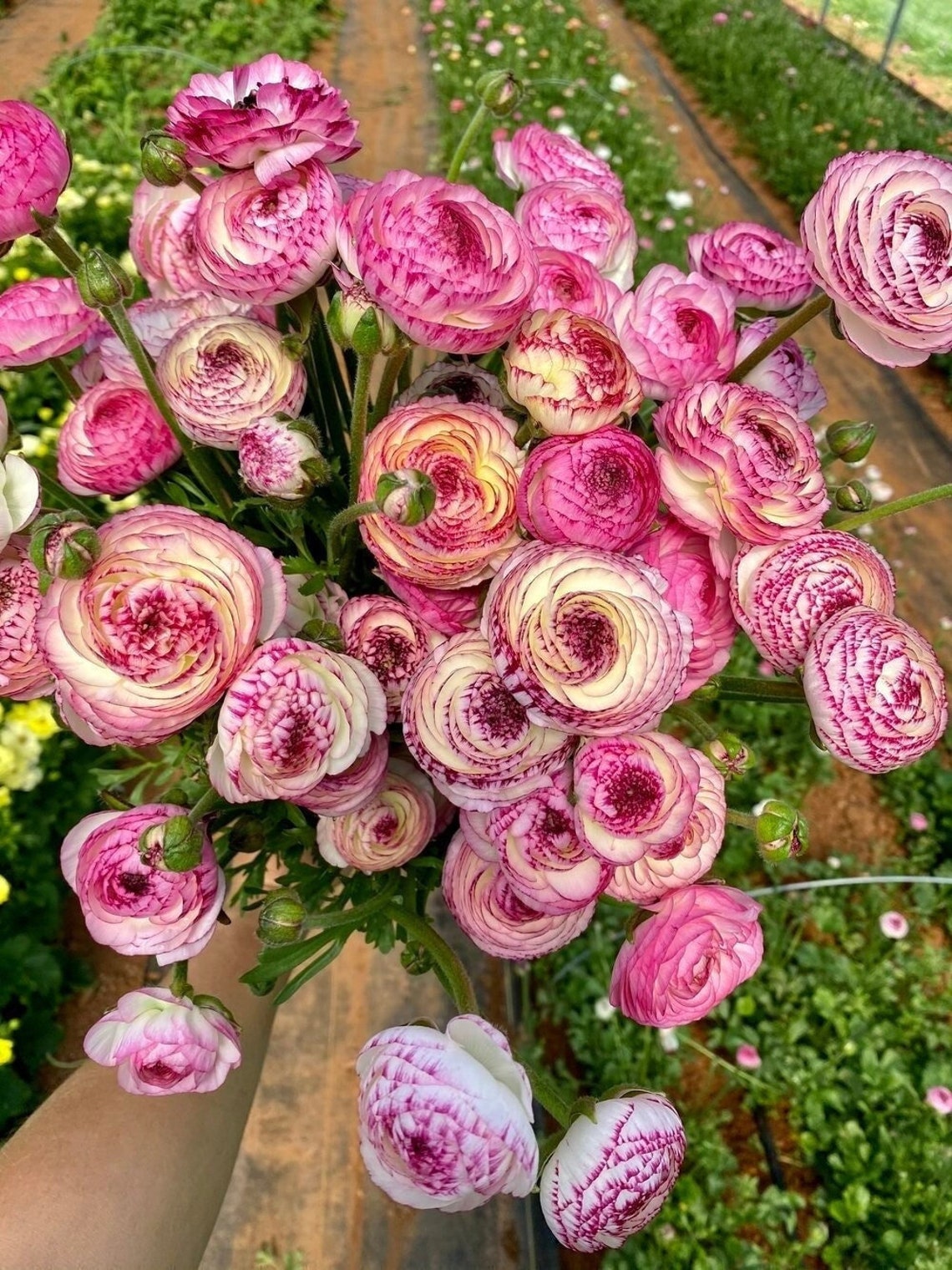 Ranunculus Aviv Picotee Pink Corm Bulb Etsy