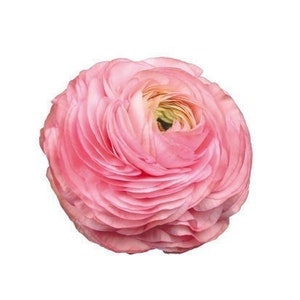 Rosa chiaro 77-15 elegance ranunculus corm bulb