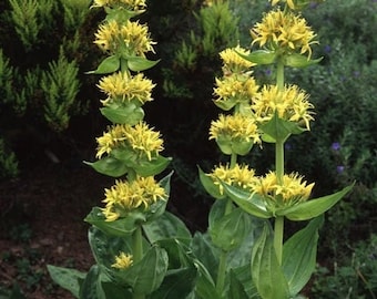 Seeds - great yellow gentian lutea gentiana lutea