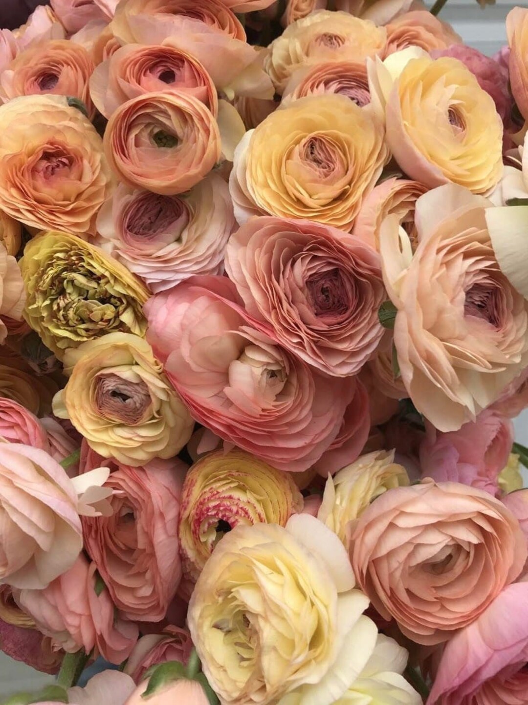 Amandine Pastel Mix Ranunculus Large 5/6 Size Corms Bulbs Etsy