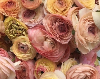 Amandine pastel mix ranunculus large 5/6 size corms bulbs