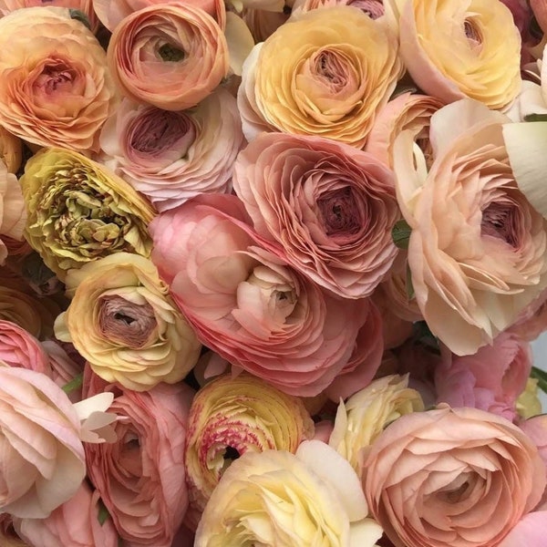 Amandine pastel mix ranunculus large 5/6 size corms bulbs