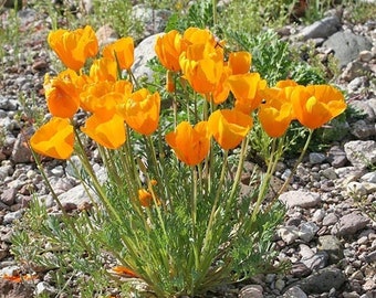 Seeds - mexican gold poppy