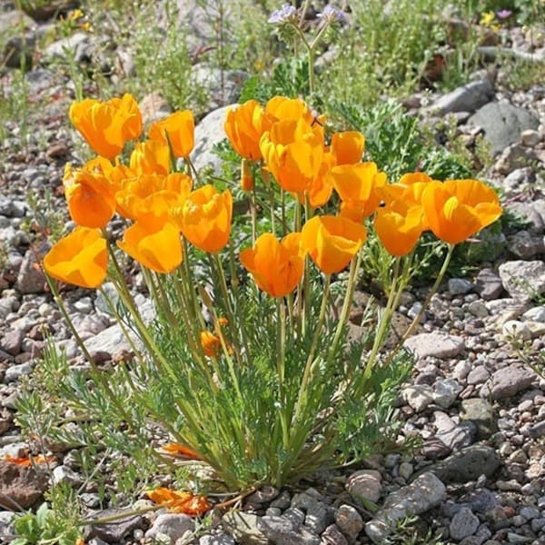 Seeds - mexican gold poppy