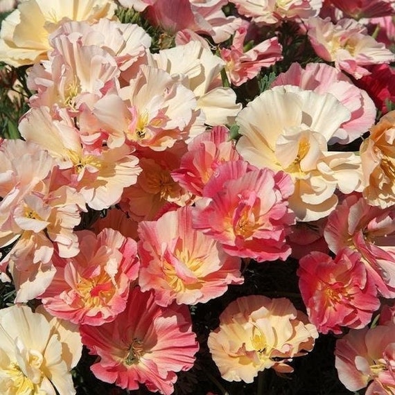 Seeds Thai Silk Apple Blossom Chiffon Poppy 