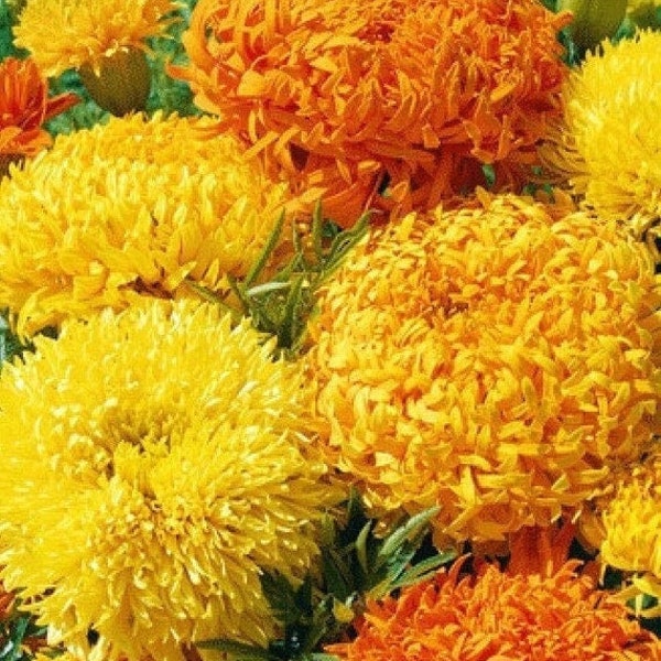 Seeds - mexican fantastic mix marigold