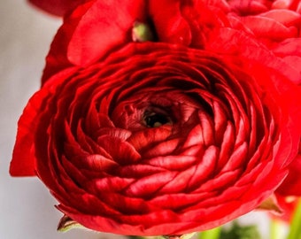 Red tecolote ranunculus corm bulb