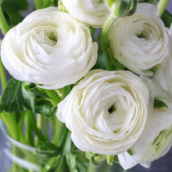 Jumbo White Tecolote Ranunculus Corm Bulb Etsy UK