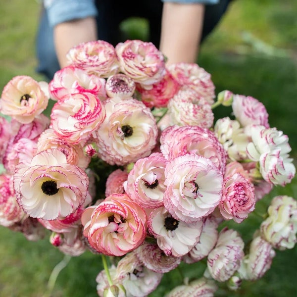 Amandine white picotee ranunculus large 5/7 corms bulbs