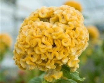 Celosia Seeds 50 Seeds Celosia Kurume Gold Cockscomb Seeds - Etsy