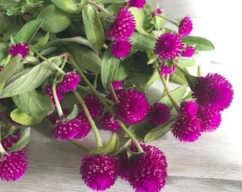 Seeds - purple gomphrena globe amaranth