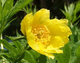 Seeds - tibetan peony ludlow's tree peony