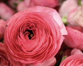 Ranunculus aviv rose corm bulb