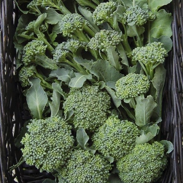 Seeds - de cicco broccoli