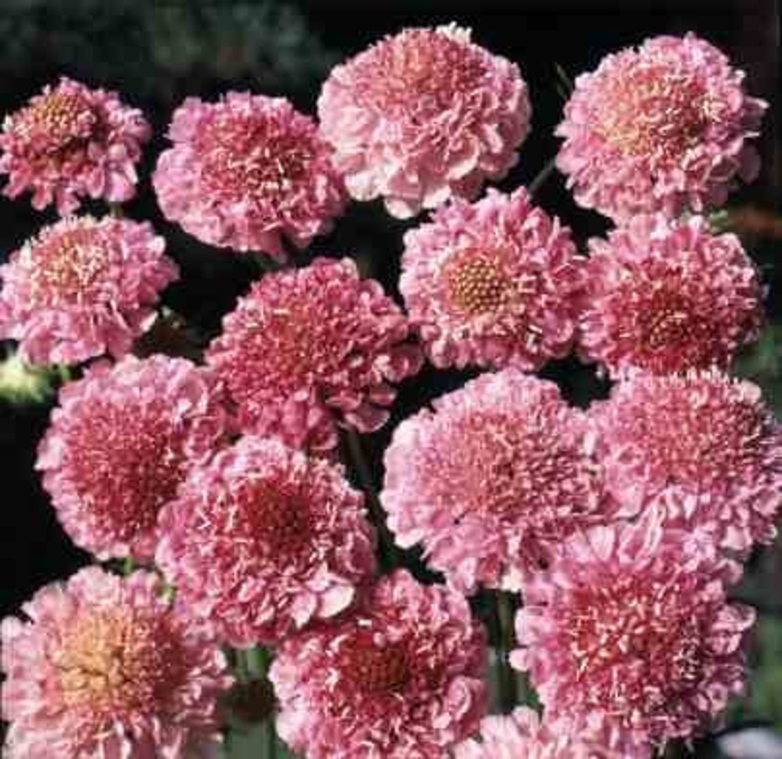Seeds Salmon Queen Scabiosa Scabious Pincushion Flower Etsy
