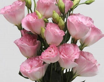 Seeds - lisianthus misty pink