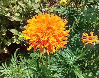 Seeds - pesche's gold marigold