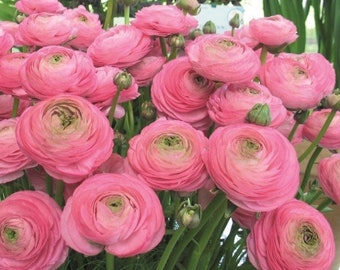 Ranunculus aviv pink corms bulbs