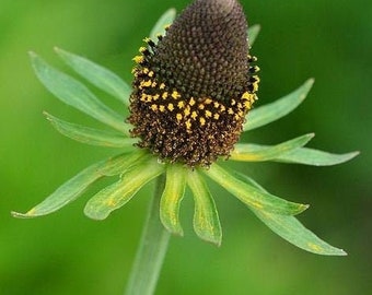 Seeds - western coneflower rudbeckia occidentalis black eyed susan