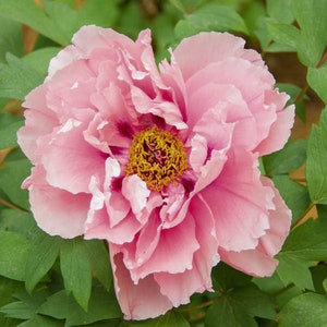 Live Plant - First Arrival itoh hybrid peony