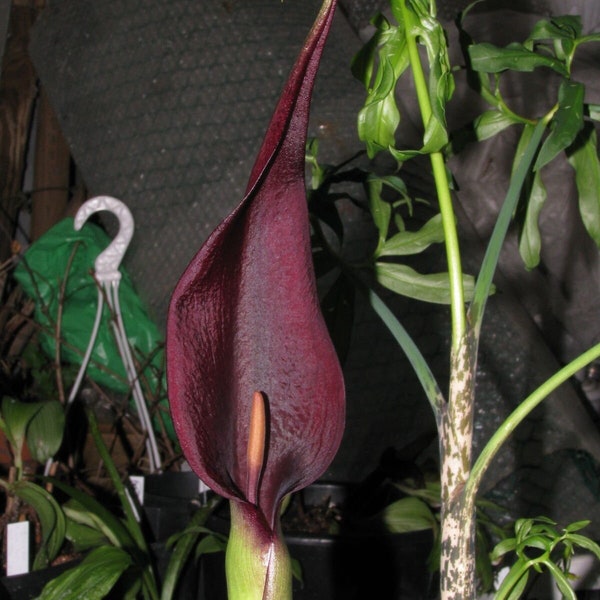 Seeds - jack in the pulpit arum purpureospathum voo doo lily