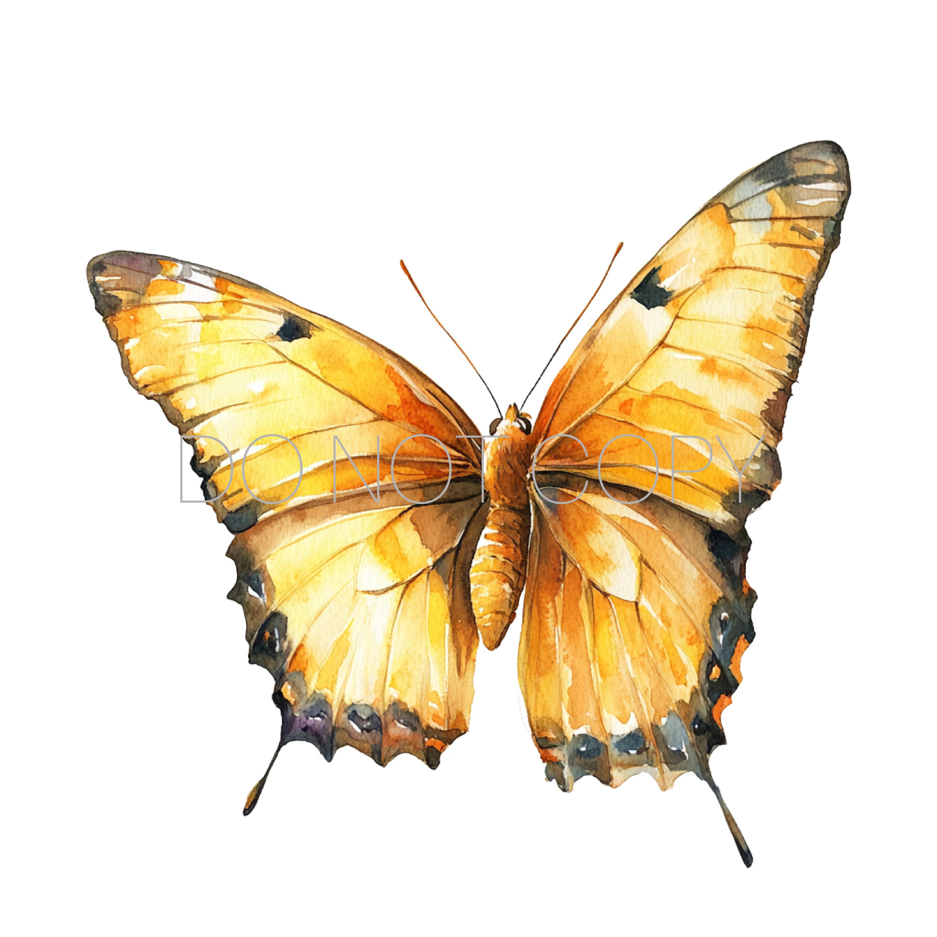 Watercolor Butterfly Bundle - 4 PNG Digital Download Files - Etsy