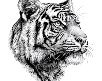 May include: Black and white line art illustration of a tiger's head. The tiger is looking to the right and has a serious expression. The tiger's stripes are visible.