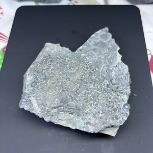 A-Grade Devonian Crinoid Fossil Mortality Plate