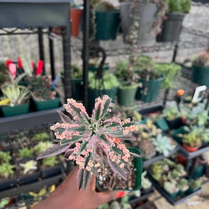 Kalanchoe “pink butterflies”