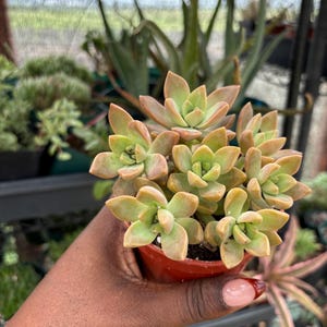 Graptosedum ‘California Sunset’ 4 inch pot - Bare root