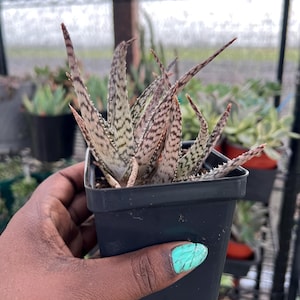 Aloe cv ‘lizard lips’