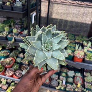 Aloe Brevifolia