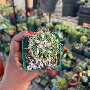 Stenocactus sp.