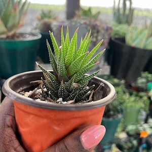 Haworthiopsis sp.