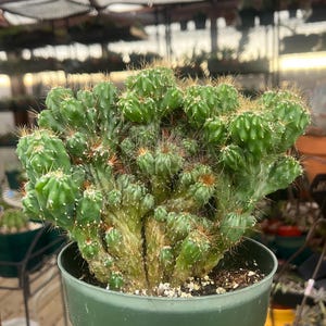 Monstrose Peruvian Apple cactus