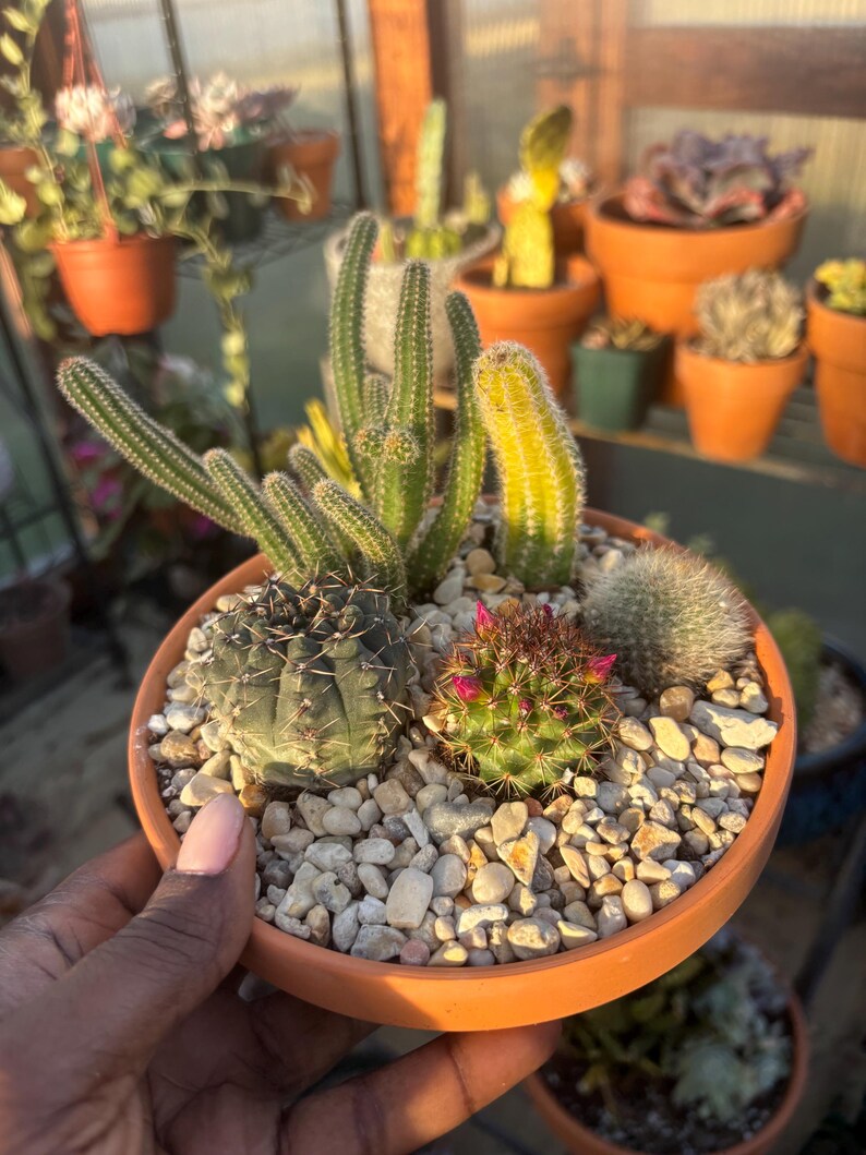 DIY Mini Cactus Garden Kit – Terracotta Planter, Assorted Cacti - Etsy
