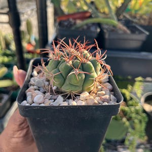 Gymnocalycium sp.