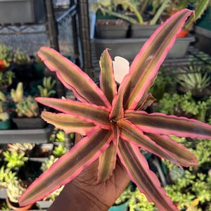 Cryptanthus pink