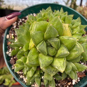 Haworthia Cuspidata Succulent - 6 Inch Pot - Ships Bare Root