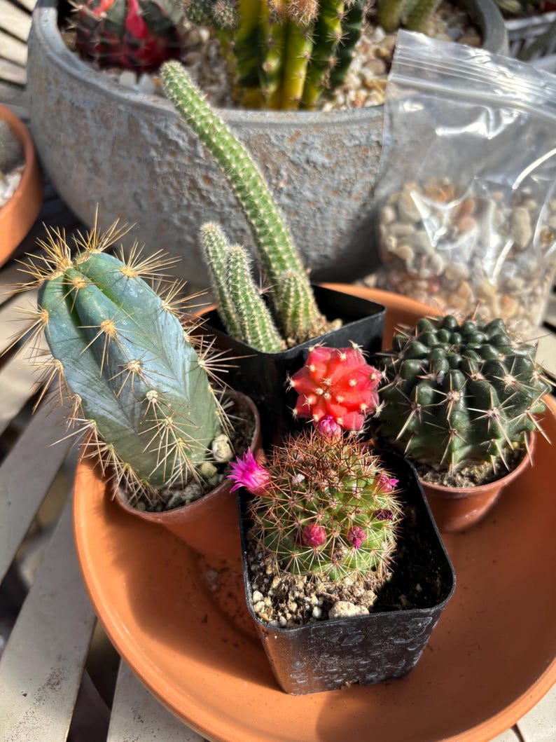 DIY Mini Cactus Garden Kit – Terracotta Planter, Assorted Cacti - Etsy