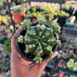 Gymnocalycium anisitsii