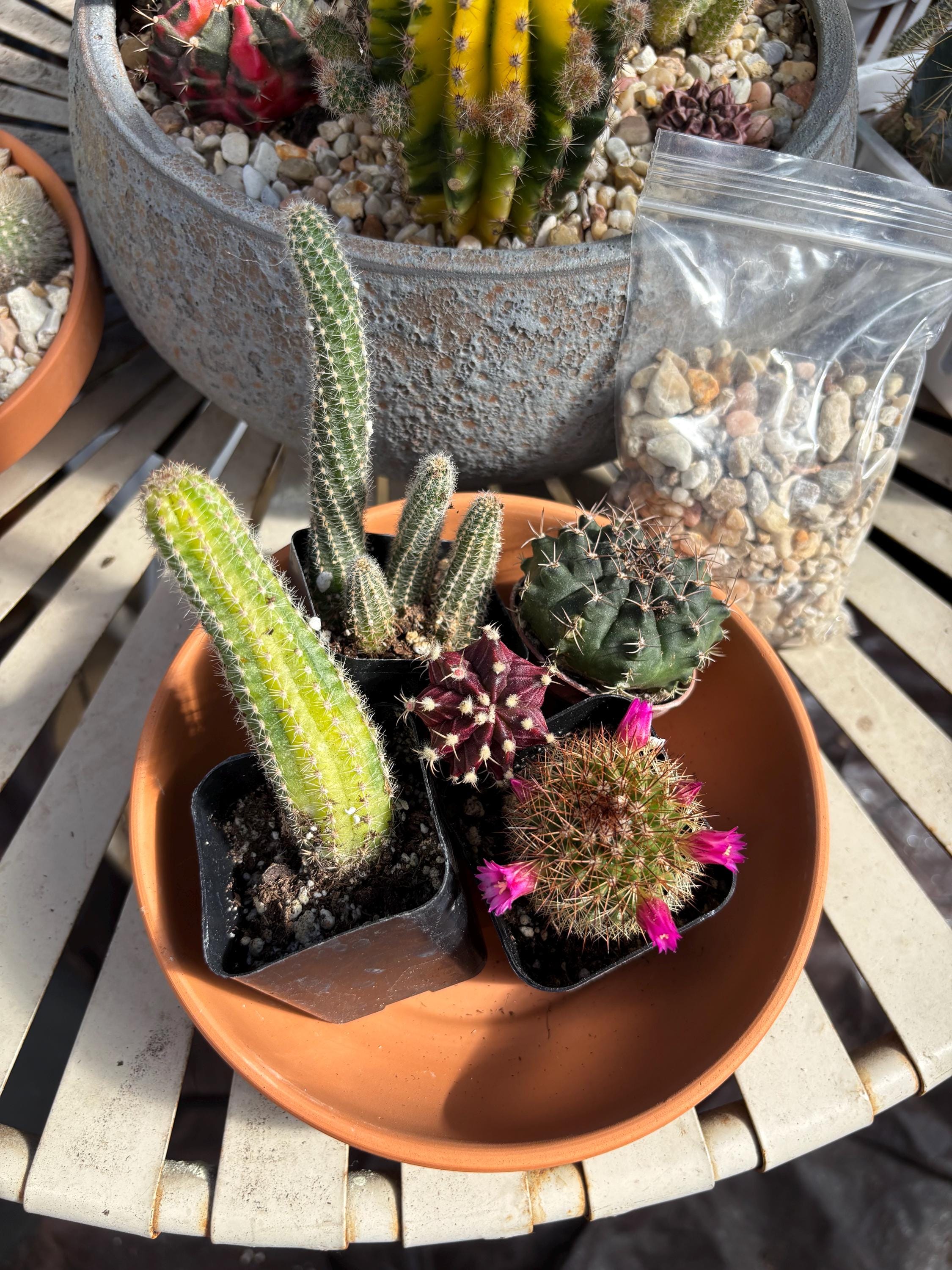 DIY Mini Cactus Garden Kit – Terracotta Planter, Assorted Cacti - Etsy