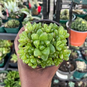 Haworthia cymbiformis var. obstusa