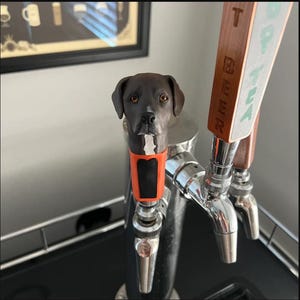 Puede incluir: Un tirador de grifo de cerveza personalizado con forma de cabeza de perro. El perro es de color gris oscuro con ojos marrones y una marca blanca en la cara. El tirador tiene un acento naranja y negro. Se ven otros dos tiradores, uno con la etiqueta "BEER" y otro "POP TEA".